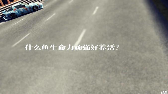 什么鱼生命力顽强好养活？